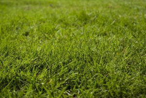 Gras